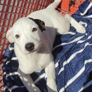 Buttons(The B Litter), Mixed Breed (Medium), puppy, available for adoption