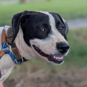 Jasper(Gemstones Litter), Hound, adult, available for adoption