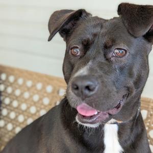 Noel(BAS), Terrier, adult, available for adoption