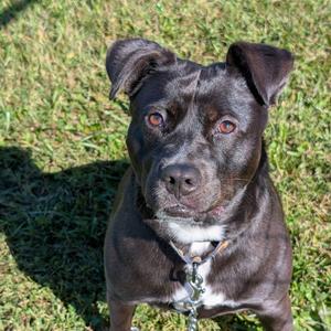 Noel(BAS), Terrier, adult, available for adoption