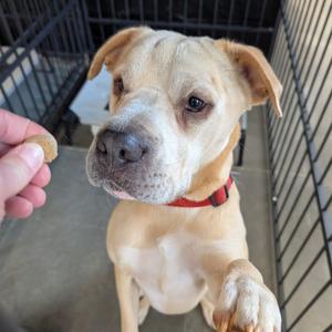 Rascal, Pei, Shar, adult, available for adoption