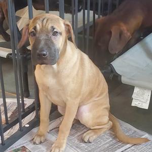 A light brown puppy sitting on a newspaper inside a metal cage.