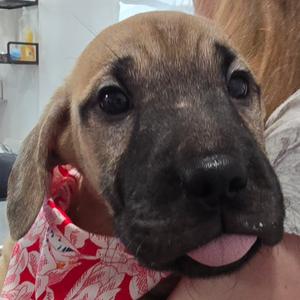Alexandra (The Charming Litter), Retriever, Labrador, puppy, available for adoption