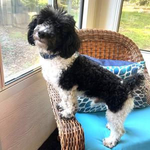 Milo, Poodle, adult, available for adoption