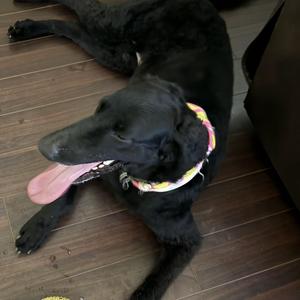 Molly, Retriever, Labrador, adult, available for adoption
