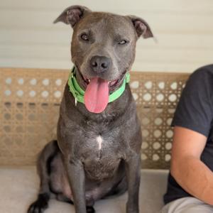 Brother(BAS), Terrier, American Pit Bull, adult, available for adoption