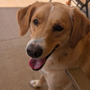 Riley- Golden (BAS), Retriever, Golden, adult, available for adoption