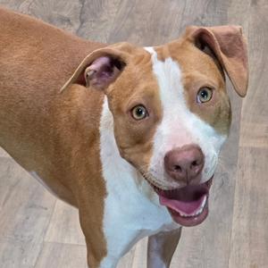 A light brown and white pitbull dog looking up at the camera with its mouth open and tongue out.
