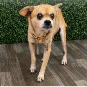 Freddy, Chihuahua, senior, available for adoption