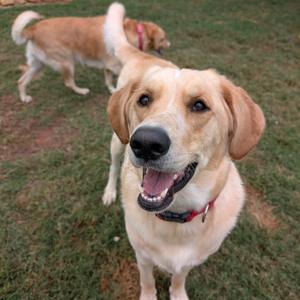 Two dogs in a grassy area, one in the foreground looking at the camera with its mouth open, and another in the background walking away.