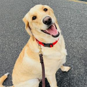 Chipper, Retriever, Yellow Labrador, adult, available for adoption
