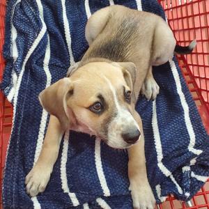 Buffy(The B Litter), Mixed Breed (Medium), puppy, available for adoption