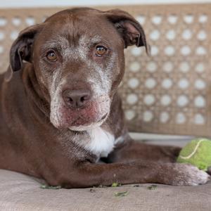 A brown dog with a white patch on its chest lying down on a couch with a green tennis ball nearby.