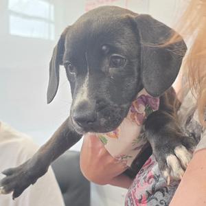 A black puppy with floppy ears being held by a person wearing a floral shirt.