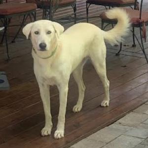 A light-colored dog standing on a wooden deck.