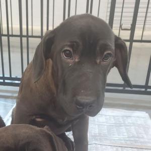 a brown puppy sitting on a tiled floor with a metal gate in the background