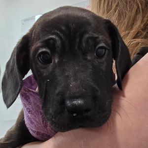 Elizabeth (The Charming Litter), Retriever, Labrador, puppy, available for adoption