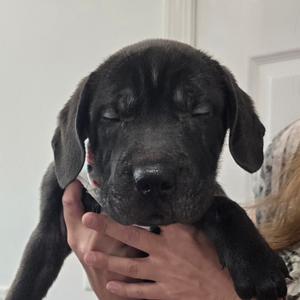 Juliana (The Charming Litter), Retriever, Labrador, puppy, available for adoption