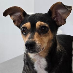 River (Bonded Pair), Chihuahua, adult, available for adoption