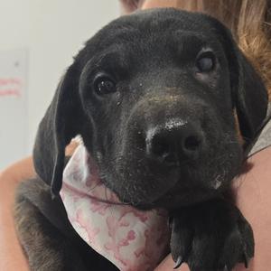 Eleanor (The Charming Litter), Retriever, Labrador, puppy, available for adoption