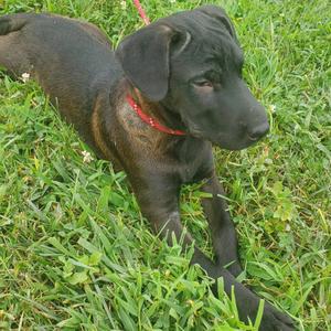 Eleanor (The Charming Litter), Hound, puppy, available for adoption