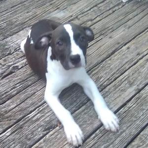 A black and white puppy lying on a wooden deck.