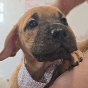 Camilla (The Charming Litter), Retriever, Labrador, puppy, available for adoption