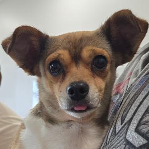 Jaxson (Bonded Pair), Chihuahua, adult, available for adoption