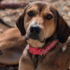 Lady(BAS), Hound, adult, available for adoption