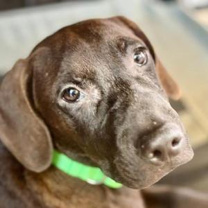 Prince (The Charming Litter), Retriever, Chocolate Labrador, puppy, available for adoption