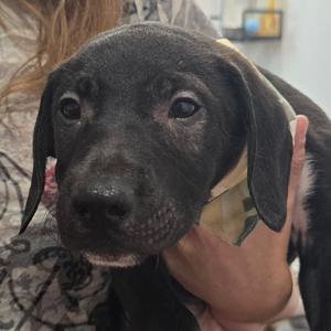 a black puppy being held by a person