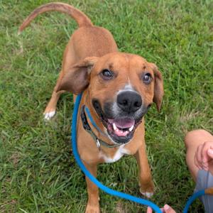 A brown dog with floppy ears and a blue leash is standing on grass, looking up with its mouth open and tongue out.