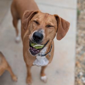 A brown dog with floppy ears is holding a green tennis ball in its mouth. The dog has a white patch on its chest and is standing on a concrete surface. The dog appears to be happy and is looking up at the camera.