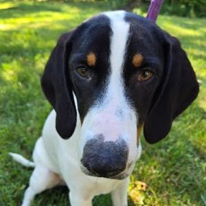 Monkey(The Howlers), Coonhound, Treeing Walker, young, available for adoption