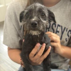 Odessa, Dachshund / Miniature Schnauzer, puppy, available for adoption