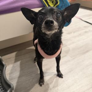 Zippy, Chihuahua, senior, available for adoption