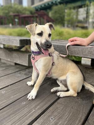 Elly, Dachshund / Terrier, adult, available for adoption