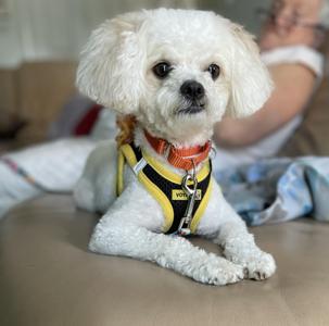 A small, white, curly-haired dog wearing a yellow and black harness and an orange collar, lying on a tan surface.