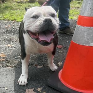 Thelma, American Bully / Bulldog, adult, available for adoption