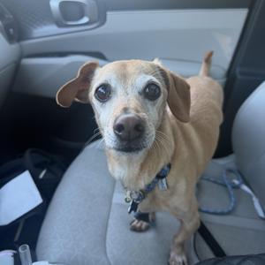 Slinky fka Eli, Dachshund / Chiweenie, senior, available for adoption