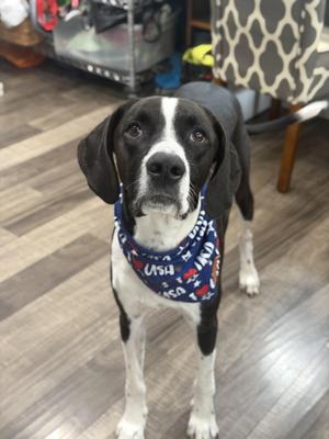 Maverick, Coonhound, adult, available for adoption