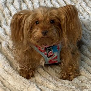 Demi, Yorkshire Terrier, senior, available for adoption