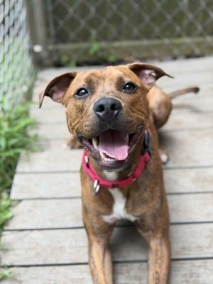 River, Pit Bull Terrier, young, available for adoption