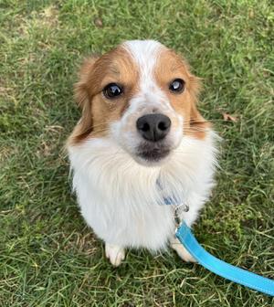Gherkin, Pomeranian / Papillon, young, available for adoption