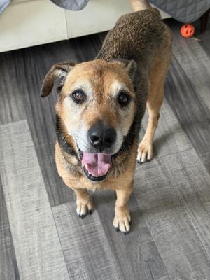 Leni, Hound / Labrador Retriever, senior, available for adoption
