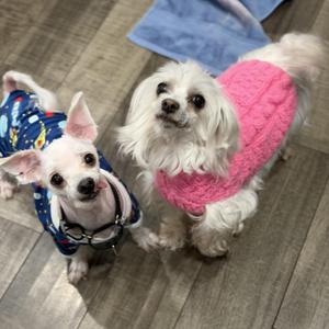 Two dogs, a small chihuahua in a blue patterned outfit and a white fluffy dog in a pink sweater, are looking at the camera.