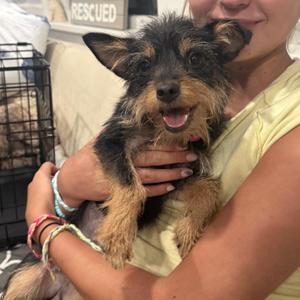 Cookie, Yorkshire Terrier / Chihuahua, puppy, available for adoption