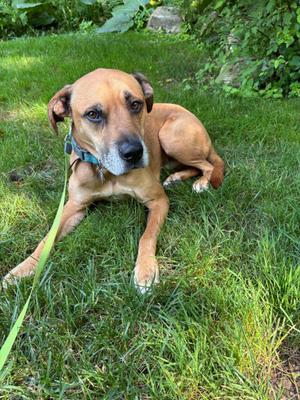 A brown dog with a black nose and floppy ears is lying on a grassy area. The dog is wearing a blue collar and a green leash is attached to it. The background consists of green grass and some plants.