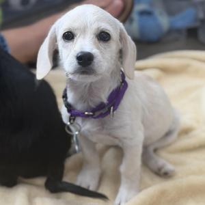 Emerson, Chiweenie / Dachshund, puppy, available for adoption