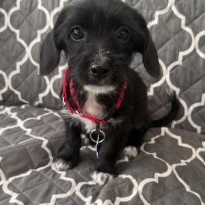 Theodora, Chiweenie / Terrier, puppy, available for adoption